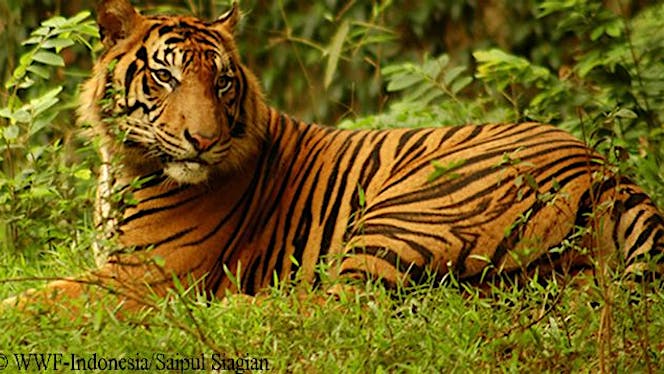 Harapan untuk Harimau Sumatera