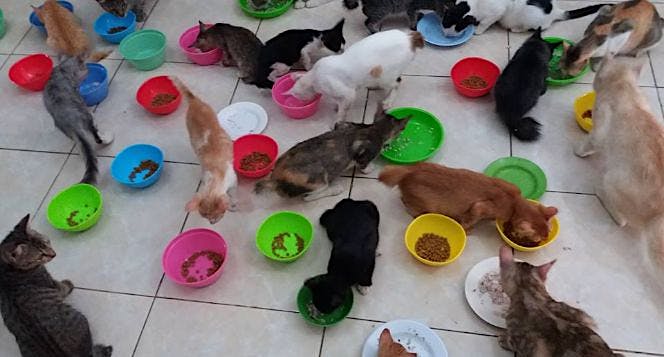 Steril Puluhan Kucing Rescue