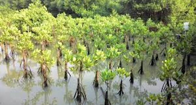 Mari Bantu Menanam 1000 Pohon Bakau