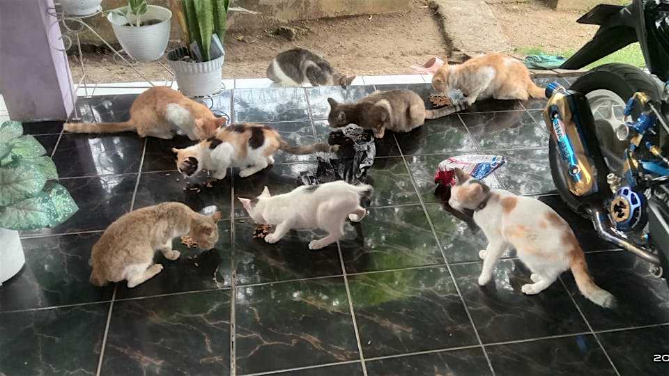 Sedekah Makanan Untuk Kucing Jalanan Terlantar