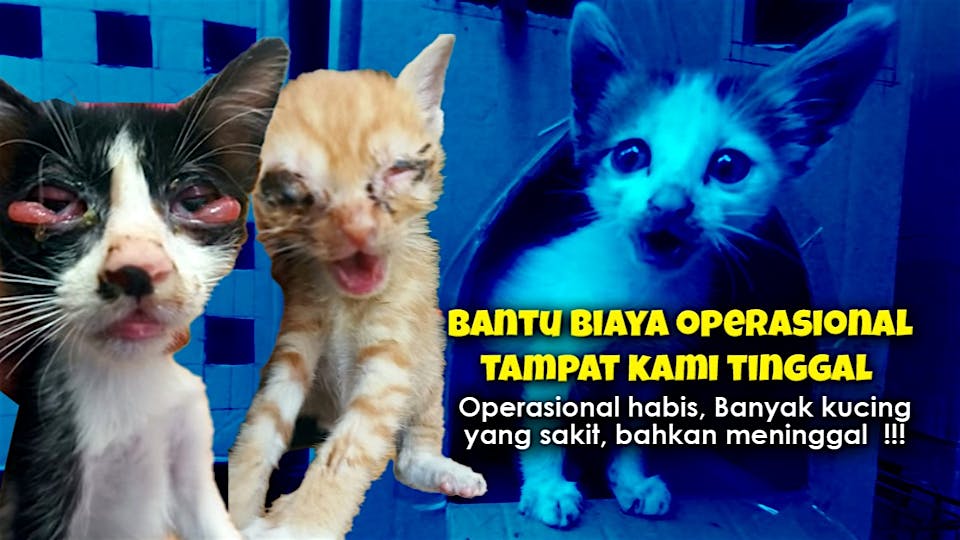 Operasional Habis, Banyak kucing Sakit dan Mati!